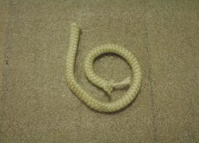 3-44-00888 Load Door (4) Strand Gasket 3/8 (TLC/SMS/44MAG)